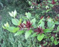 calycanthus floridus 1r.jpg